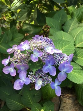 Blue Hydrangea