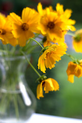 Spring background with beautiful yellow flowers in vase