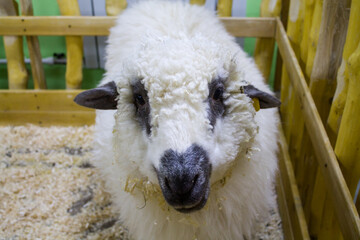 Sheep with black mouth and ears. Cute and fluffy sheep. contact zoo with animals. manual sheep.
