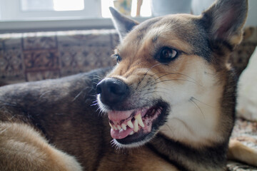 the dog bares its teeth. aggressive dog. angry dog ​​with a terrible grin.