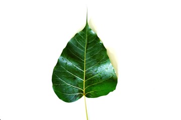 lonely bodhi leaf on white background