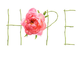 Word HOPE made with letters and beautiful peony on white background