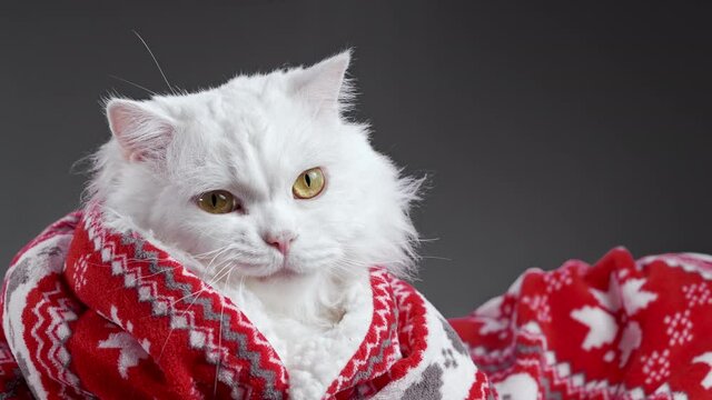 Portrait of fluffy white cat with funny smile grimace. Merry Christmas decoration and red ornament plaid. New year, pets, animals meme concept.