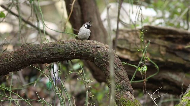 himalayan bulbul flying from tree branch