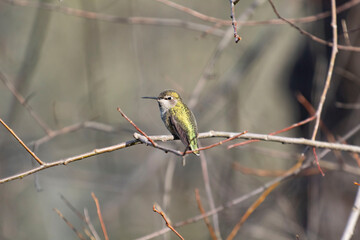 An Anna's Hummingbird taking on the day