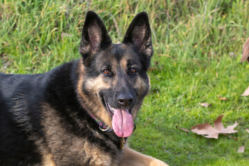 A German Shepherd relaxing in the grass