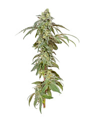 Marijuana Cannabis Plant Flower Isolated On White Background