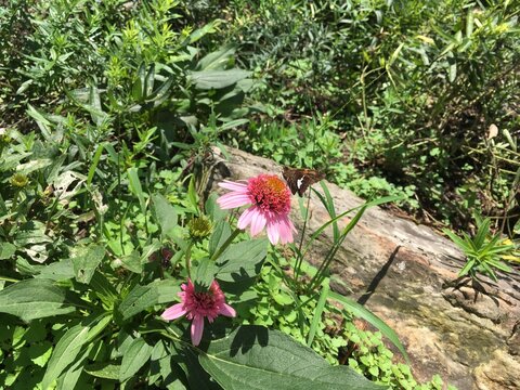 Pink echinacea