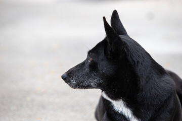 portrait of a black dog