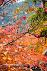Red autumn leaves