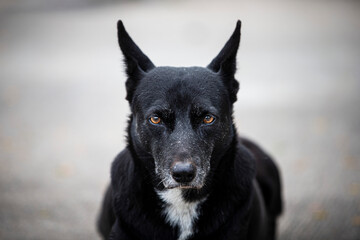 portrait of a black dog