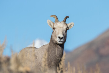 Portrait of a Bighorn Ewe