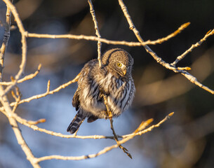 Northern pygmy owl (Glaucidium californicum) perched on branch in sunlight Colorado, USA 