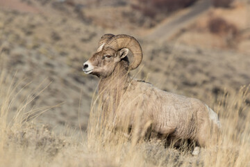 Naklejka na ściany i meble Rocky Mountain Bighorn Ram