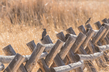 Northern Flicker on a Jack Fence