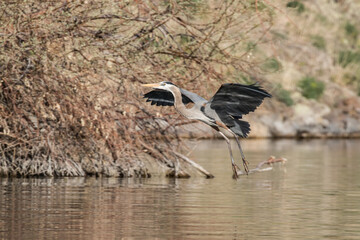 Great Blue Heron Comes in For a Landing