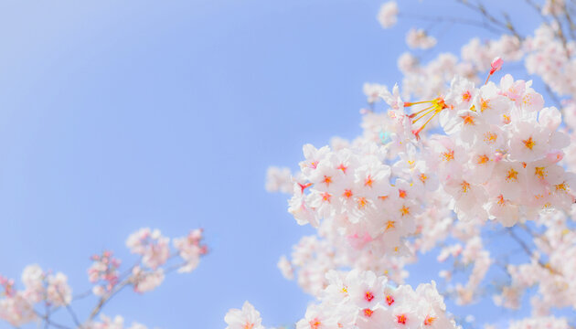 明るい青空に映える満開の桜の花、青空と満開の桜の花のクローズアップ、背景素材 © yuri-ab
