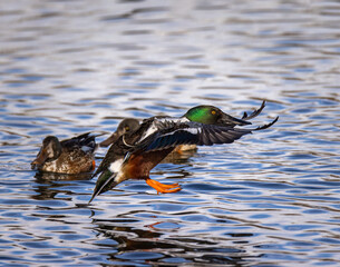 Northern shoveler drake (Spatula clypeata) in flight landing on water Colorado, USA