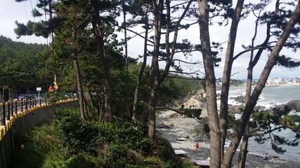 pine trees on a hill 