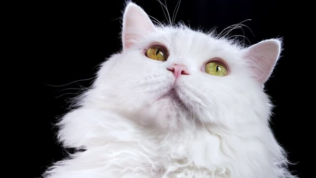 Cute highland straight fluffy cat closely follows an object and turns head on black background. Studio photo. Luxurious isolated domestic kitty.