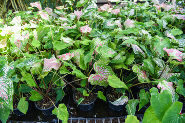 Caladium bicolor leaf plant, colorful leaves in pot ornamental plant in the garden various kinds queen of the leaf plants, spotted leaves Aglaonema Repotting plant