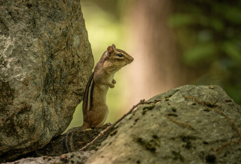 Chipmunk (Tamias striatus) leaning against a rock