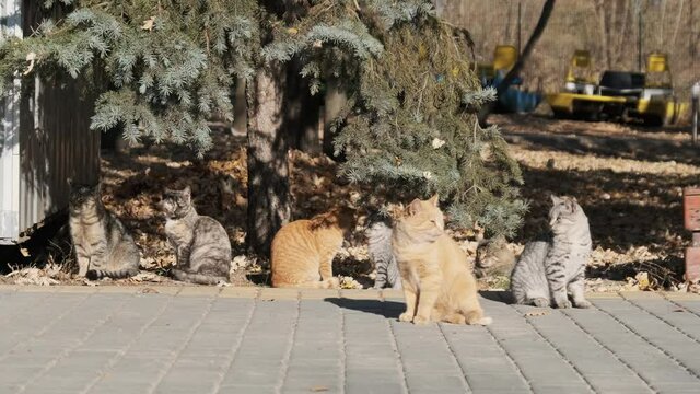 Lot of stray cats are sitting together in a public park in nature, Slow Motion. A flock of multicolored cats in the city park. A group of homeless cats is walking on a sunny day in nature, in autumn.