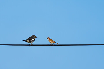 Eurasian Tree Sparrow and Oriental magpie robin. Two birds talking on cables and leave space for text input.