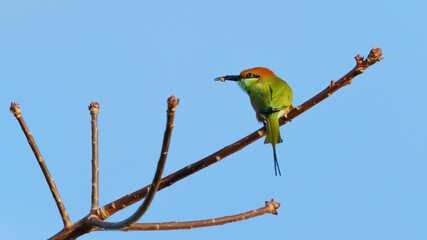 Bird Green Bee-Eater perched on a branch, it is feeding on bees.