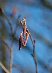 European black alder (Alnus glutinosa) also known as Common , Black or Europen alder. Hanging male inflorescence .