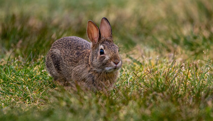 Naklejka na ściany i meble A rabbit in the grass 