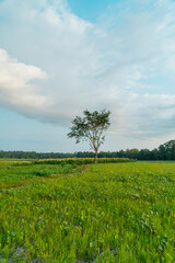 Amazing Rice Fields When Approaching Evening With Hilly Background In Countryside Is Very Quiet & Peaceful