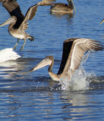 pelican in flight
