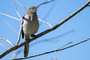 Northern Mockingbird 