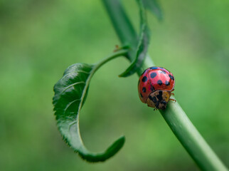 a ladybug (Coccinellidae) climbing on a plant