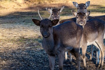 Ein junger Hirsch vom Damwild