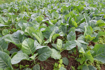 Fresh green organic Chinese kale in vegetable garden