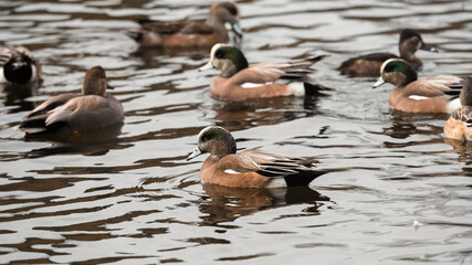 A flock of wild brown ducks swimming on a rippling pond.