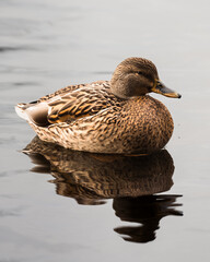 female mallard duck on a reflective pond.