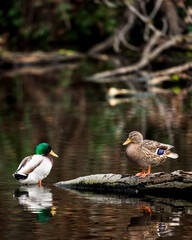 A female mallard duck sits on a log with her drake.