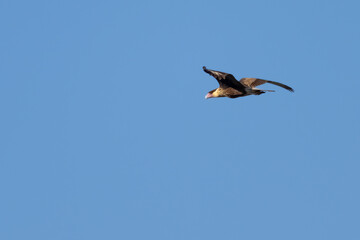 Northern Crested Caracara