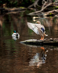 A female mallard duck, flapping her wings on a log in a pond, while the male mallard drake swims away.