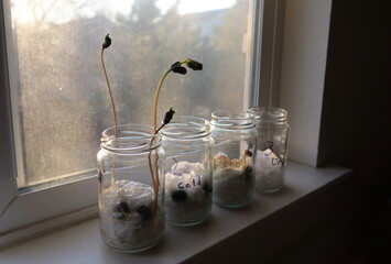 A science experiment grows on a window sill. Bean sprouts in glass jars.