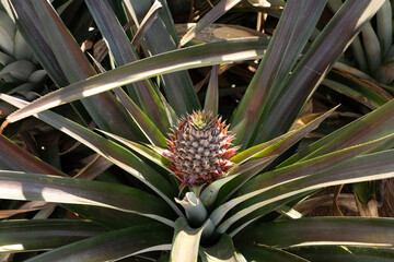 Obraz premium Baby pineapple fruit. Brazilian agriculture.