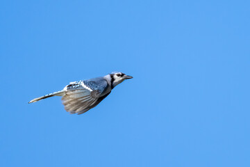 Blue Jay Bird