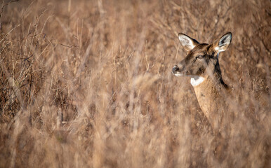 A white-tailed doe (Odocoileus virginianus) in a field