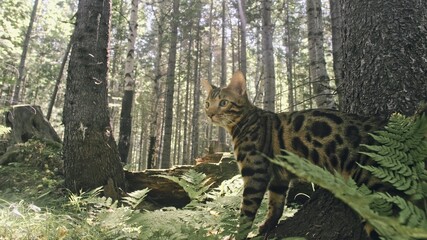 One cat in a city park. Bengal wildcat walk on the forest in collar. Asian Jungle Cat or Swamp or Reed. Domesticated leopard cat.