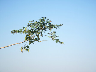photograph of a branch with the sky in the background.