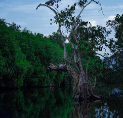 corteza laguna paisaje