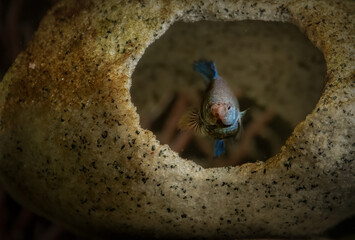 A Betta (Osphronemidae) fish in the water